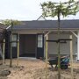 Carpinus betulus vierkante dakboom